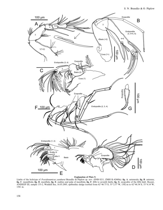Limbs of Poseidonamicus yasuharai Brandão & Päplow, 2011 