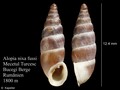 Heterobranchia