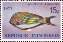 Acanthurus lineatus