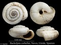 Heterobranchia