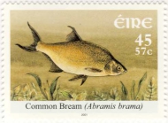 Abramis brama