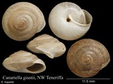 Canariella giustii, author: Kapeller, Rudolf