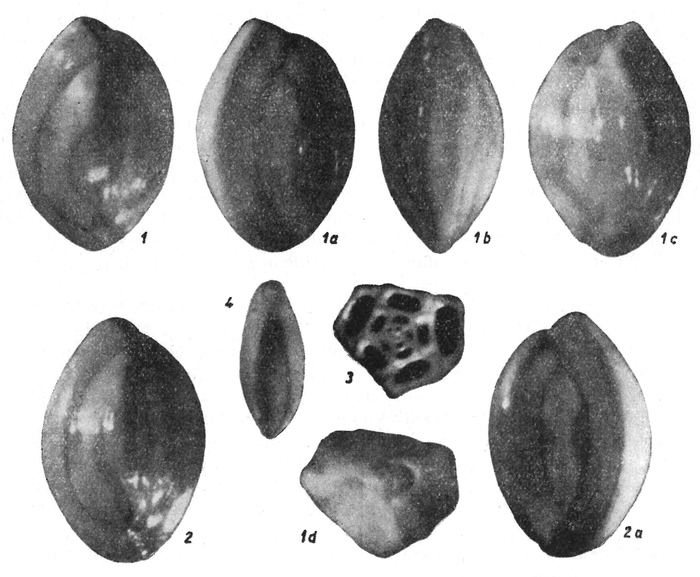 Quinqueloculina padana Perconig, 1954 Quinqueloculina padana Perconig, 1954