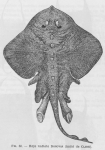 Poll, M. (1947). Poissons marins. Faune de Belgique, 1. Le Patrimoine du Musée Royal d'Histoire Naturelle de Belgique/Musée Royal d'Histoire Naturelle de Belgique: Brussel. 452 pp.