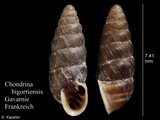 Chondrina bigorriensis, author: Kapeller, Rudolf