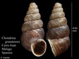 Chondrina granatensis, author: Kapeller, Rudolf