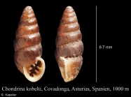 Chondrina kobeltoides