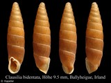 Clausilia bidentata, author: Kapeller, Rudolf