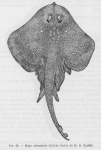 Rajiformes