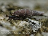 Clausilia pumila, author: Kapeller, Rudolf