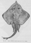 Rajiformes