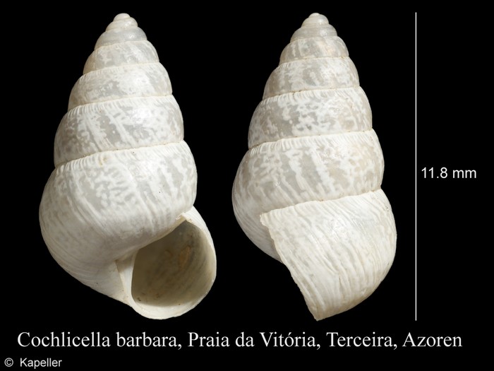 Cochlicella barbara