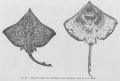 Elasmobranchii