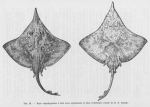 <B>Poll, M.</B> (1947). Poissons marins. Faune de Belgique, 1. Le Patrimoine du Musée Royal d'Histoire Naturelle de Belgique/Musée Royal d'Histoire Naturelle de Belgique: Brussel. 452 pp.