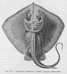 Poll, M. (1947). Poissons marins. Faune de Belgique, 1. Le Patrimoine du Musée Royal d'Histoire Naturelle de Belgique/Musée Royal d'Histoire Naturelle de Belgique: Brussel. 452 pp.