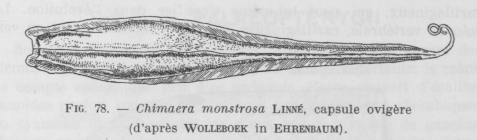 Poll (1947, fig. 078)