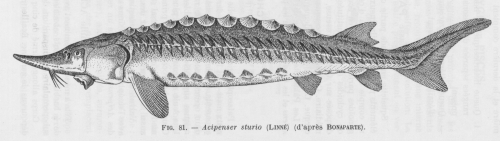 Poll (1947, fig. 081)