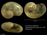 Eucobresia diaphana, author: Kapeller, Rudolf