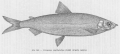 Salmoniformes