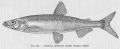 Osmeriformes