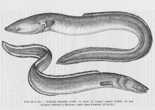 Poll (1947, fig. 110 & 111)