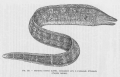 Anguilliformes