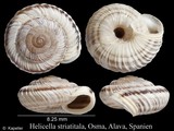 Helicella striatitala, author: Kapeller, Rudolf