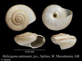 Helicigona sattmanni, author: Kapeller, Rudolf