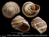 Helix albescens, author: Kapeller, Rudolf