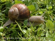 Helix pomatia