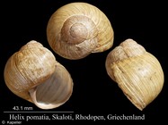 Helix pomatia