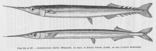 Poll (1947, fig. 116 & 117)