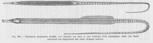 Poll (1947, fig. 120)