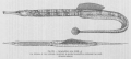 Syngnathiformes