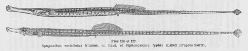 Poll (1947, fig. 126 & 127)