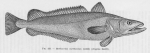 Poll, M. (1947). Poissons marins. Faune de Belgique, 1. Le Patrimoine du Musée Royal d'Histoire Naturelle de Belgique/Musée Royal d'Histoire Naturelle de Belgique: Brussel. 452 pp.