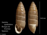 Jaminia quadridens, author: Kapeller, Rudolf