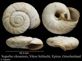 Josephinella vikosensis, author: Kapeller, Rudolf