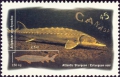 Acipenseriformes