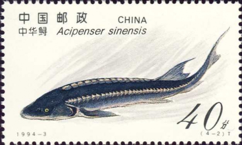 Acipenser sinensis Acipenser sinensis
