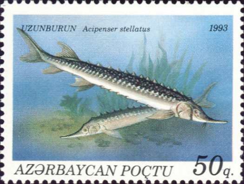 Acipenser stellatus Acipenser stellatus