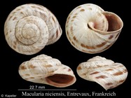 Macularia niciensis