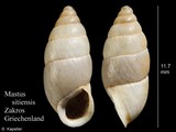 Mastus sitiensis, author: Kapeller, Rudolf