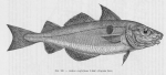 Gadiformes