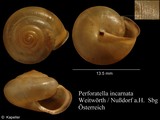 Monachoides incarnatus, author: Kapeller, Rudolf