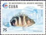 Amblycirrhitus pinos, author: Collection Georges Declercq