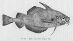 Poll, M. (1947). Poissons marins. Faune de Belgique, 1. Le Patrimoine du Musée Royal d'Histoire Naturelle de Belgique/Musée Royal d'Histoire Naturelle de Belgique: Brussel. 452 pp.