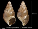 Napaeus gruereanus, author: Kapeller, Rudolf