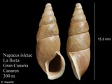 Napaeus isletae, author: Kapeller, Rudolf