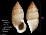 Napaeus magnus, author: Kapeller, Rudolf